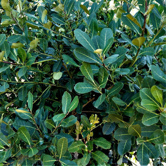 Was macht guten Mate Tee aus? Merkmale & Qualität